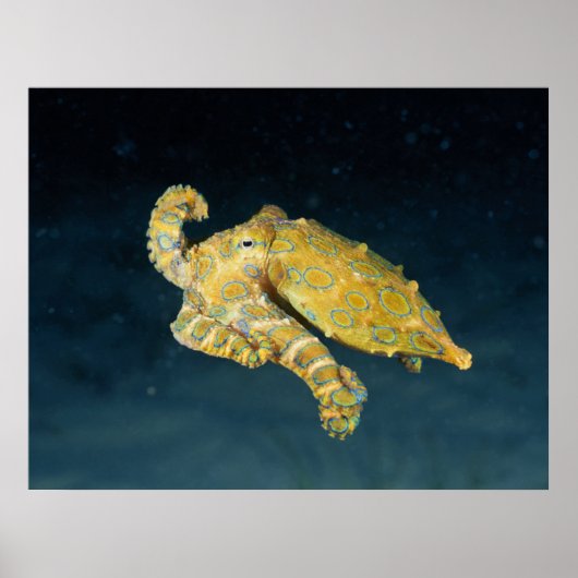 Zee Life - Octopus Poster (Voorkant)