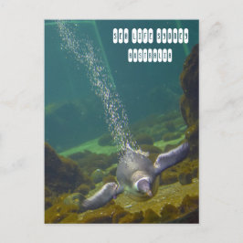 Zee Life Sydney Aquarium in Australië Briefkaart