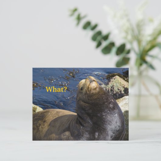 Zee Lion Attitude Briefkaart (Staand voorkant)