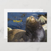 Zee Lion Attitude Briefkaart (Voorkant / Achterkant)