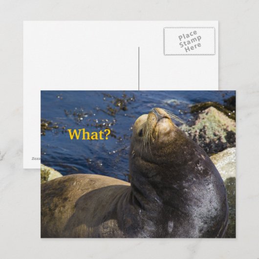 Zee Lion Attitude Briefkaart (Voorkant / Achterkant)