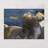 Zee Lion Attitude Briefkaart (Voorkant)