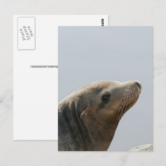 Zee Lion Briefkaart (Voorkant / Achterkant)