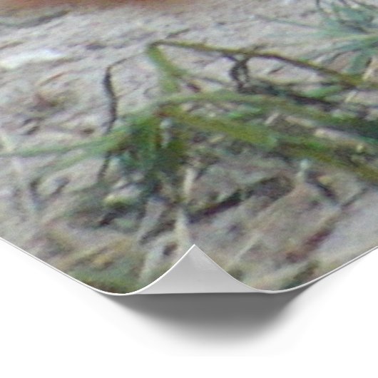 Zee Lion - California Dreaming - Poster (Hoek)