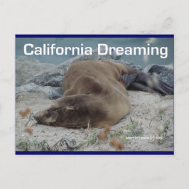 Zee Lion - Californië Dromen - Briefkaart