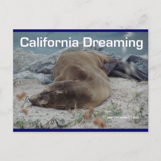 Zee Lion - Californië Dromen - Briefkaart (Voorkant)