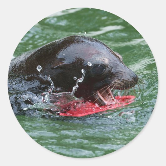 Zee Lion in het spel Ronde Sticker (Voorkant)