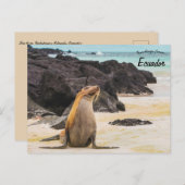 Zee Lion op de Galapagos eilanden Ecuador Briefkaart (Voorkant / Achterkant)