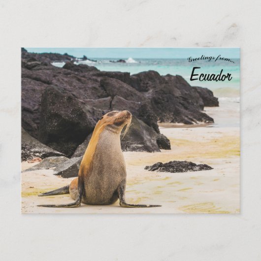Zee Lion op de Galapagos eilanden Ecuador Briefkaart (Voorkant)