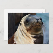 Zee Lion Portrait Briefkaart (Voorkant / Achterkant)