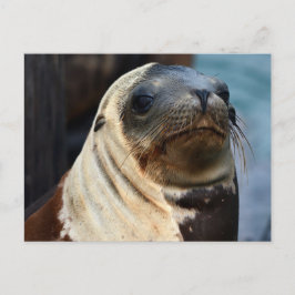 Zee Lion Portrait Briefkaart