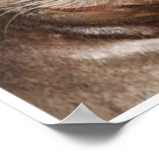 Zee Lion Poster (Hoek)