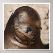 Zee Lion Poster (Voorkant)