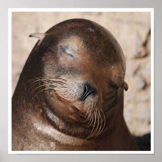 Zee Lion Poster (Voorkant)