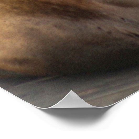 Zee Lion Print (Hoek)