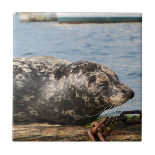 Zee Lion Tegeltje (Voorkant)