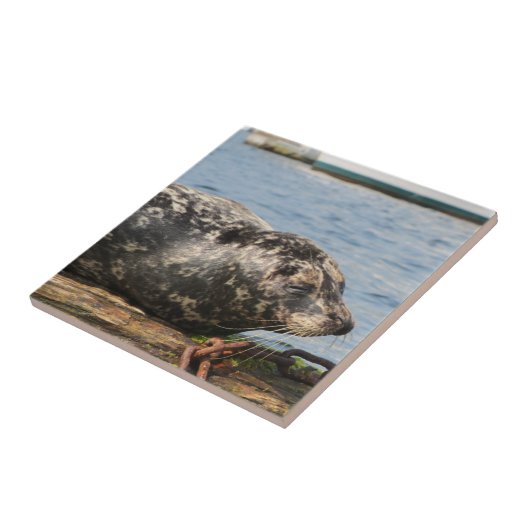 Zee Lion Tegeltje (Zijkant)