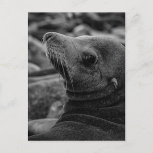 Zee Lion Terugkijken - Schattigee Wildlife Fotogra Briefkaart