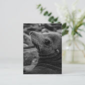 Zee Lion Terugkijken - Schattigee Wildlife Fotogra Briefkaart (Staand voorkant)