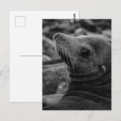 Zee Lion Terugkijken - Schattigee Wildlife Fotogra Briefkaart (Voorkant / Achterkant)