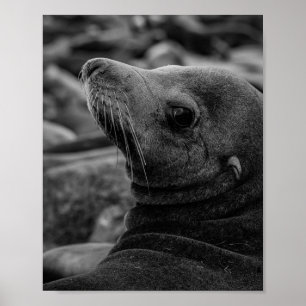 Zee Lion Terugkijken - Schattigee Wildlife Fotogra Poster