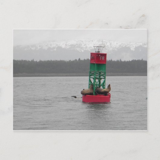 Zee Lions in Juneau, Alaska Briefkaart (Voorkant)