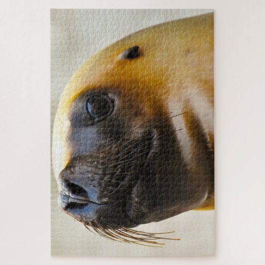 Zee Lions Legpuzzel (Verticaal)