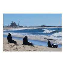 Zee Lions op het strand