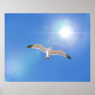 Zee meeuw vogel vliegende zon fotografische kunst  poster