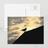 Zee Meeuw Zonsondergang Briefkaart (Voorkant / Achterkant)