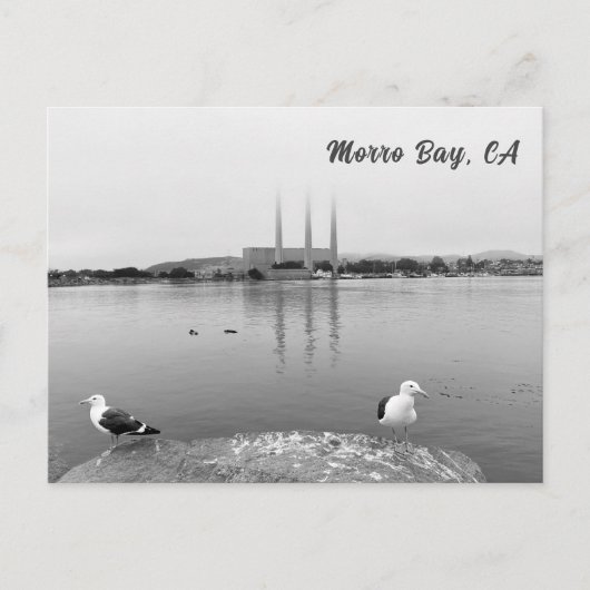Zee Meeuwen in Morro Bay Californië Briefkaart (Voorkant)