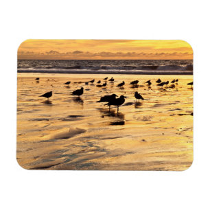 Zee Meeuwen Op Strand Bij Zonsondergang Magneet