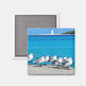 Zee meeuwen, zandstrand, Nassau, Bahama's Magneet (Voorkant / Achterkant)