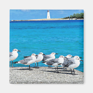 Zee meeuwen, zandstrand, Nassau, Bahama's Magneet