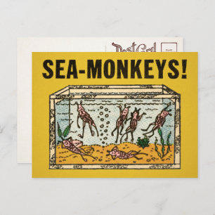 Zee Monkeys Briefkaart