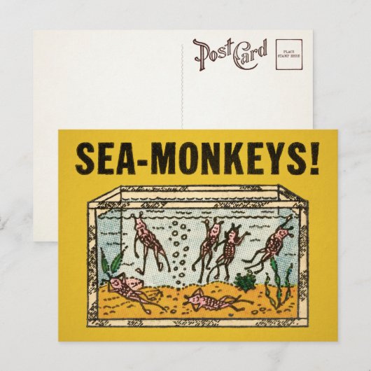 Zee Monkeys Briefkaart (Voorkant / Achterkant)