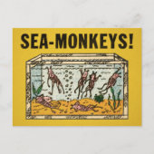 Zee Monkeys Briefkaart (Voorkant)