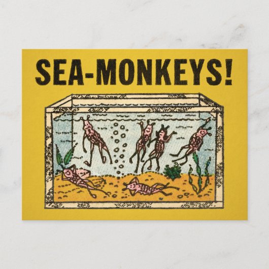  Zee Monkeys Briefkaart (Voorkant)