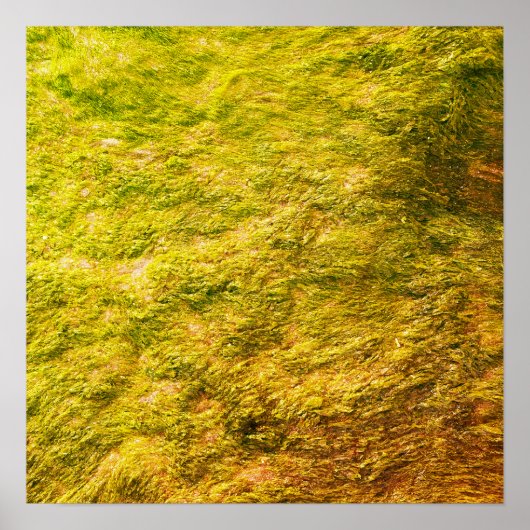 Zee Mos Abstract Goudgeel Groen Kunststof Cadeau Poster (Voorkant)
