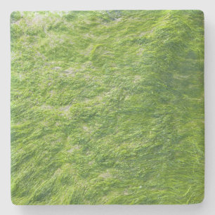 Zee Mos Groen Natuur Grass Beach Nautisch Stenen Onderzetter