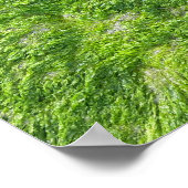 Zee Moss Groene Natuur Schilderachtig Nautische Ku Poster (Hoek)