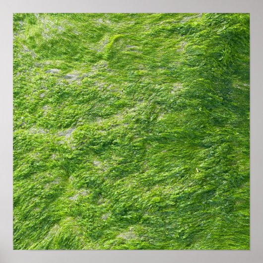Zee Moss Groene Natuur Schilderachtig Nautische Ku Poster (Voorkant)