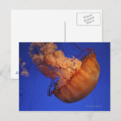 Zee netelroos briefkaart (Voorkant / Achterkant)