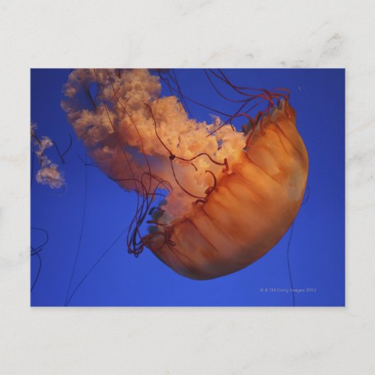 Zee netelroos briefkaart (Voorkant)