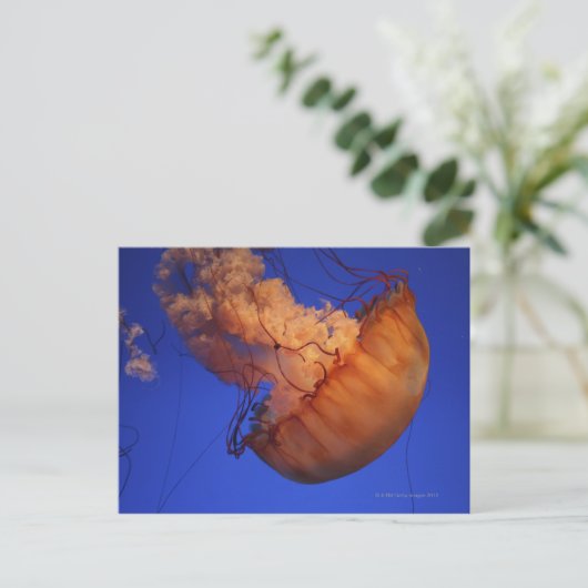 Zee netelroos briefkaart (Staand voorkant)