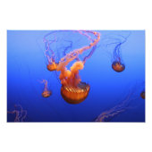 Zee Netten in beweging afbeelding Foto Afdruk (Voorkant)