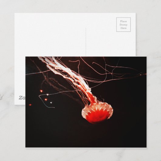 Zee Nettle Briefkaart (Voorkant / Achterkant)