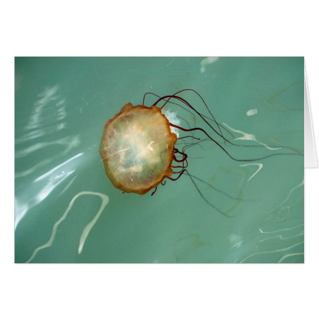 Zee Nettle Jellyfish-frameable art-kaart (Voorkant Horizontaal)