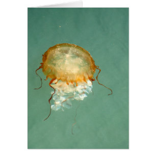 Zee Nettle Jellyfish Frameable Art Kaart