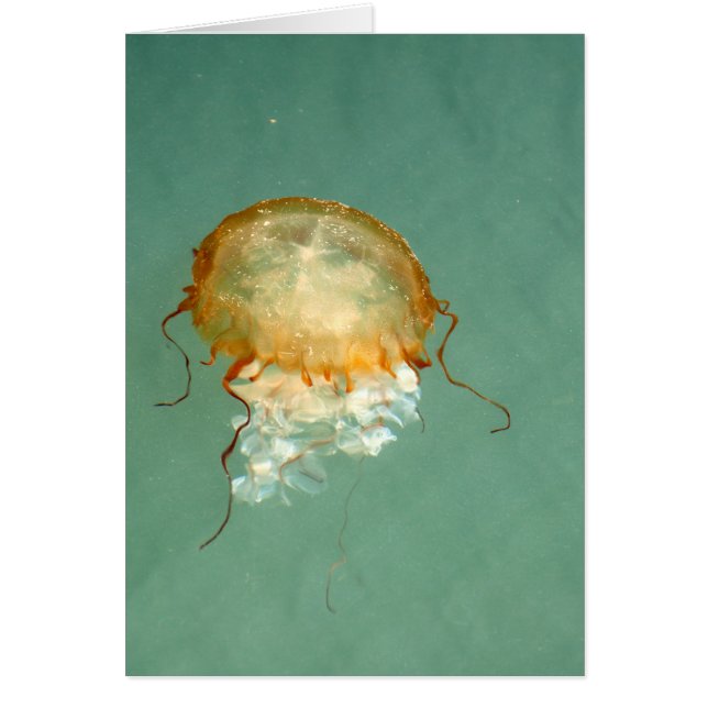 Zee Nettle Jellyfish Frameable Art Kaart (Voorkant)